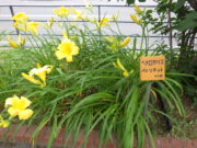 ヘメロカリス「パトリオット」の名札