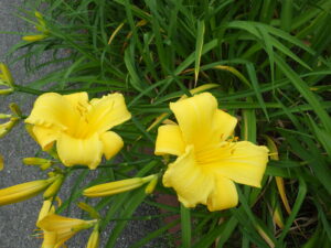 7月14日に咲いていたヘメロカリスの「パトリオット」の花