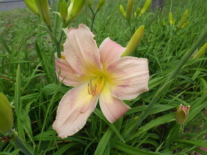 7月14日に咲いていたヘメロカリスの「ホットトゥデイ」の花