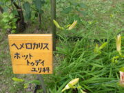 ヘメロカリス「ホットトゥデイ」の名札