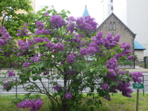 5月20日に創成川公園で咲いていたライラックのポカホンタスと札幌教会