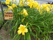 ヘメロカリス「マリートッド」の名札