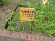 ヘメロカリス「ライラックスノー」の名札