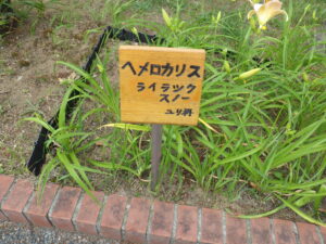 ヘメロカリス「ライラックスノー」の名札