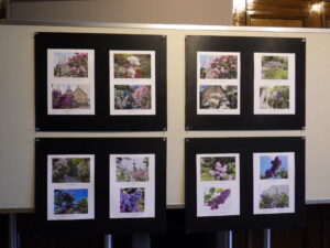 ライラック写真展に展示している投稿写真1