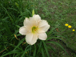 7月14日に咲いていたヘメロカリスの「ララバイベイビー」の花