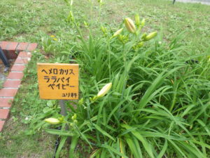 ヘメロカリス「ララバイベイビー」の名札