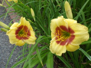 7月14日に咲いていたヘメロカリスの「リトルビックマン」の花