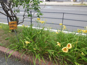 ヘメロカリス「リトルビックマン」の名札