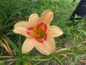 7月14日に咲いていたヘメロカリスの「レッドアイ」の花