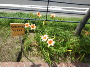 ヘメロカリス「レッドアイ」の名札