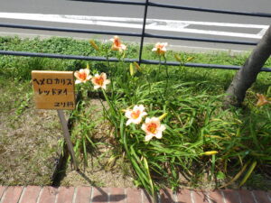 ヘメロカリス「レッドアイ」の名札