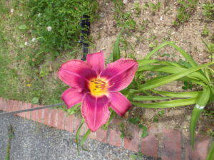 7月14日に咲いていたヘメロカリスの「ロシアンラプソディー」の花