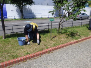 7月8日の活動で芝生の中のブタナの除草する創成ボランティア