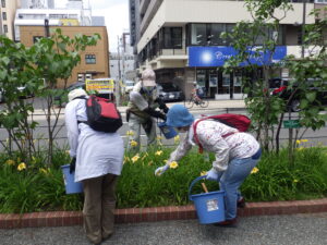 7月26日の活動でヘメロカリスの花がら摘みをする植物ボランティア
