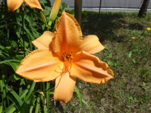 7月14日に咲いていたヘメロカリスの「夕張岳」の花