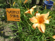 ヘメロカリス「夕張岳」の名札