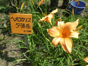 ヘメロカリス「夕張岳」の名札