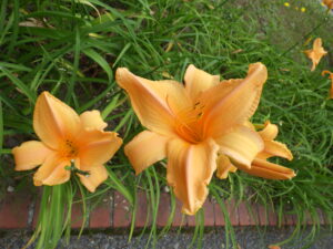 7月15日に咲いていたヘメロカリスの夕張岳の花