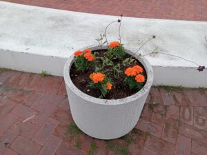 6月23日に植えこまれたコンテナのマリーゴールドとチョコレートコスモス