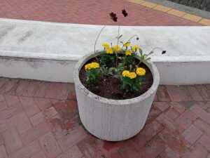 6月23日に植えこまれたコンテナのマリーゴールドとチョコレートコスモス