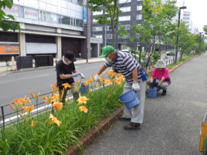 7月12日の活動でヘメロカリスの花がら摘みをする植物ボランティア