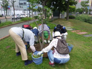 7月12日の活動でライラックの株元の除草をする植物ボランティア