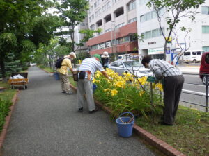 7月19日の活動でヘメロカリスの花がら摘みをする植物ボランティア