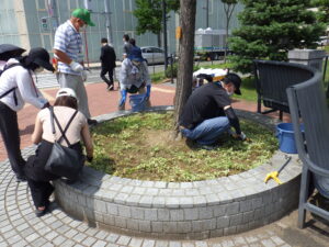 7月19日の活動で円形ますの除草をする植物ボランティア