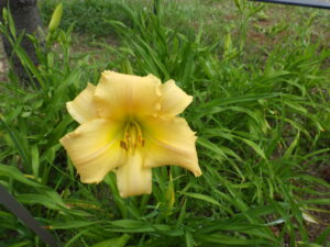 7月14日に咲いていたヘメロカリスの「江戸百景」の花