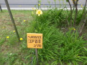 ヘメロカリス「江戸百景」の名札