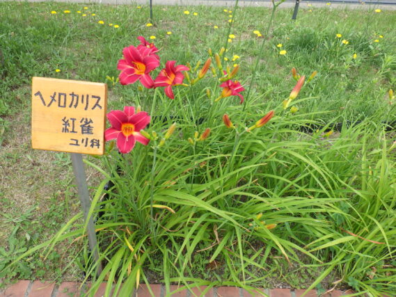 「ヘメロカリスに名札がつきました」の画像