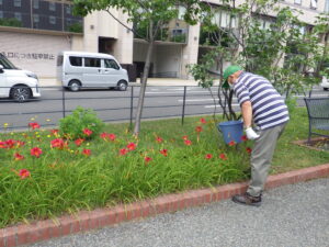 7月14日の活動でヘメロカリスの花がら摘みをする花くらぶ