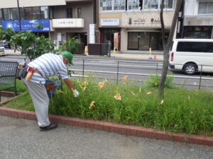7月28日の活動でヘメロカリスの花がら摘みをする花くらぶ