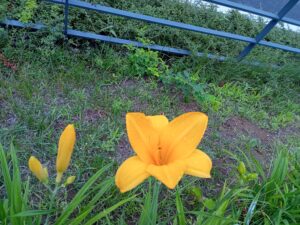 7月16日に咲いていたヘメロカリスの黄河
