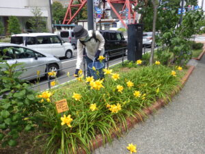 8月10日にヘメロカリスの花がら摘みの活動をするお助け隊