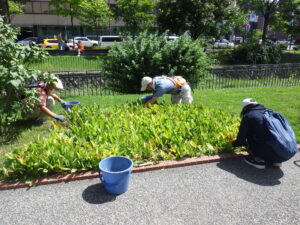 5月24日にヘメロカリスの茎刈りとスズランの除草をするお助け隊