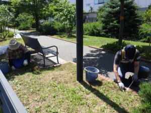 8月5日に芝生のブタナの除草の活動をする創成ボランティア