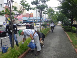 8月2日にヘメロカリスの花がら摘みの活動をする植物ボランティア