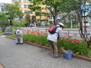 8月9日にヘメロカリスの花がら摘みと茎刈りの活動をする植物ボランティア