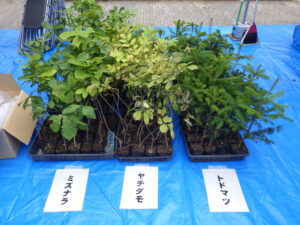 8月27日に開催された水源の森づくりでポットづくりに使用した苗木