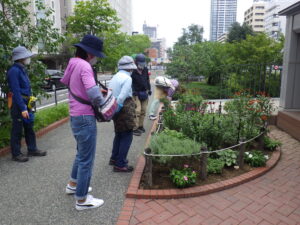 8月18日に花壇の手入れをする花くらぶ