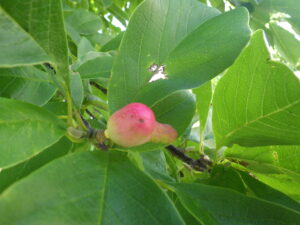 9月2日に赤みを帯びていたキタコブシの実