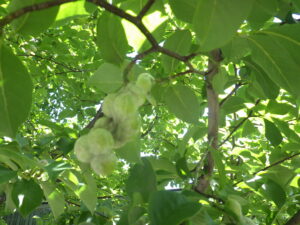 9月2日のキタコブシの実の様子