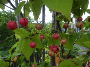 8月31日のツリバナの実の様子