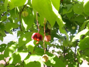 9月2日に赤くはじけていたツリバナの実