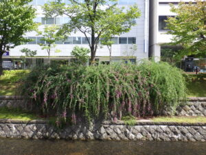 9月2日の南1条東側のハギの様子