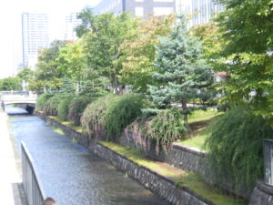 9月2日の南1条東側のハギの様子