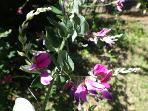 9月2日に咲いていたハギの花