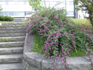 9月12日に咲いていた北1条階段横のハギ